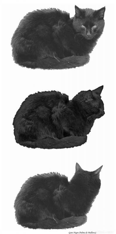 Gato negro (BARTOLOME MORRO CURTO)