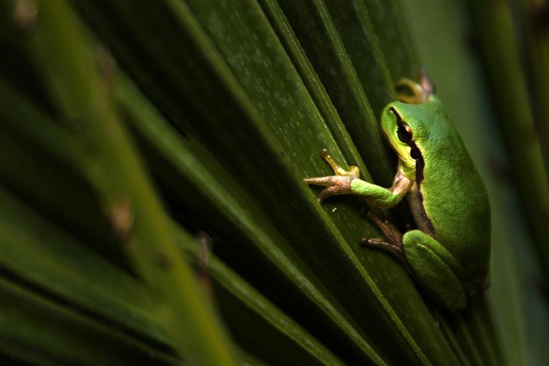 Frog (André Pina Moreira Boto)