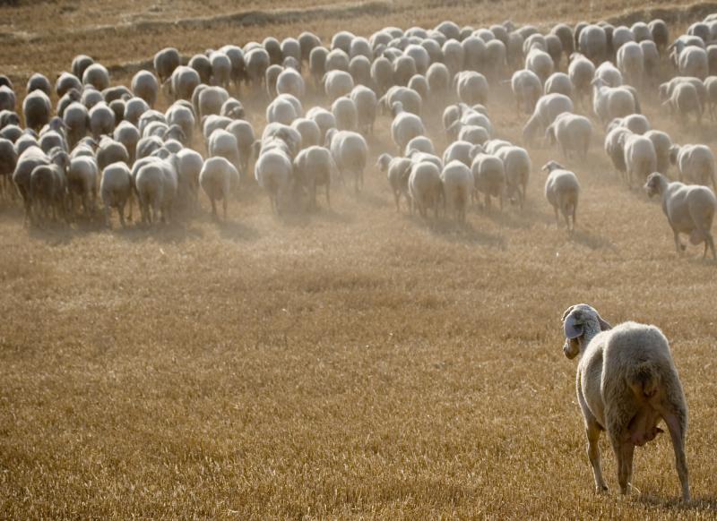 la ultima oveja (NOUR-DINE MIMOUN CHIKRI)