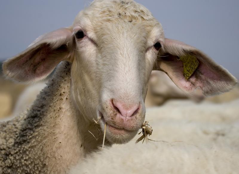 la oveja sorprendida (NOUR-DINE MIMOUN CHIKRI)