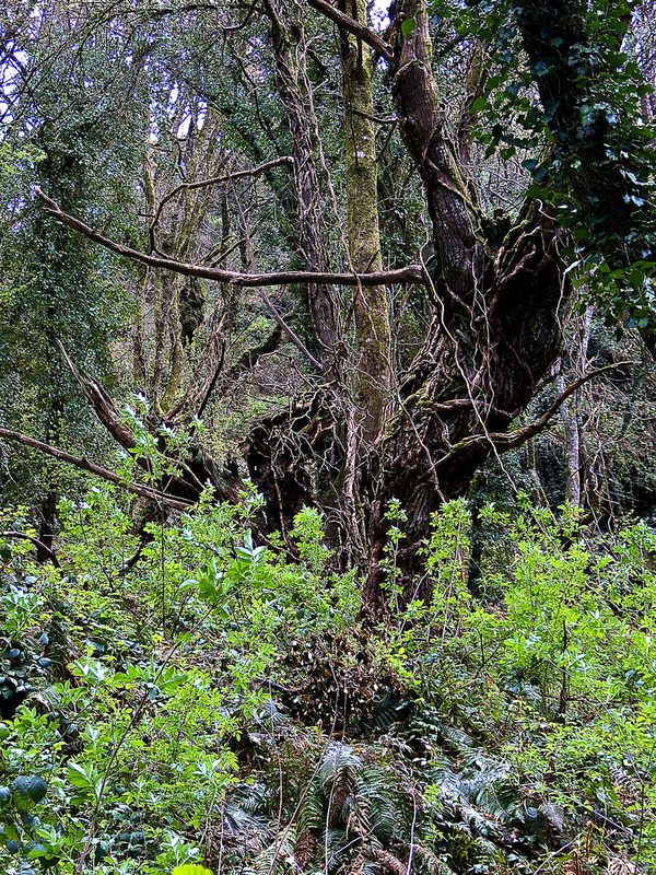 El bosque (santiago arroyo gimeno)