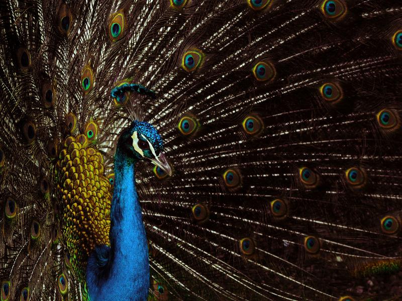 Pavo Real (Diego A. Peral Villavert)