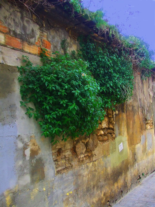 pared del jardín botánico (Julián Nuévalos Montés)