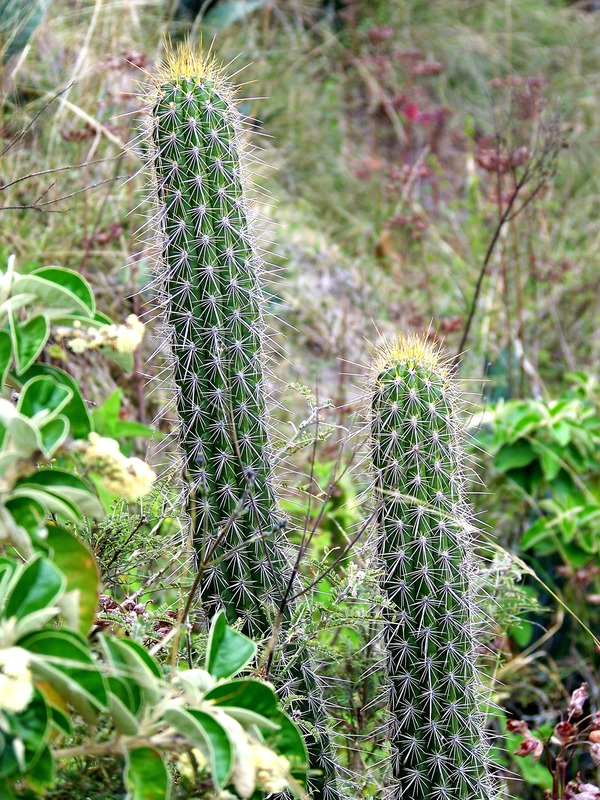 Cactus (Diego Xavier Vargas Secaira)