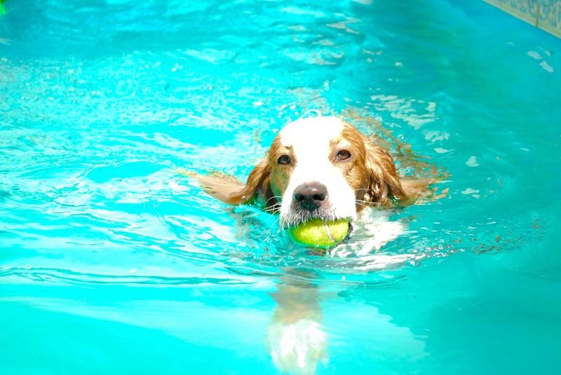 perro nadador (Fabian Rizo)