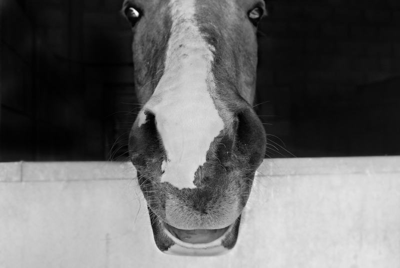 horse III (lorena capdevila castel)