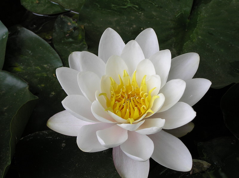 flor de koto (CARMEN PEREZ)