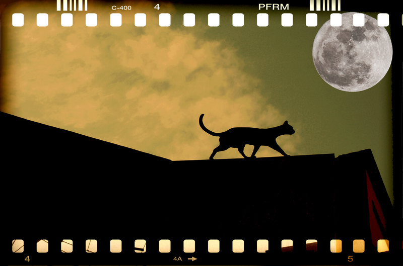 gato en el tejado  (jose carlos cordoba damian)