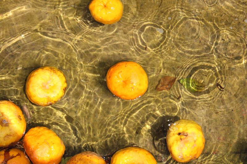 Naranjas pochas (Ymelda)