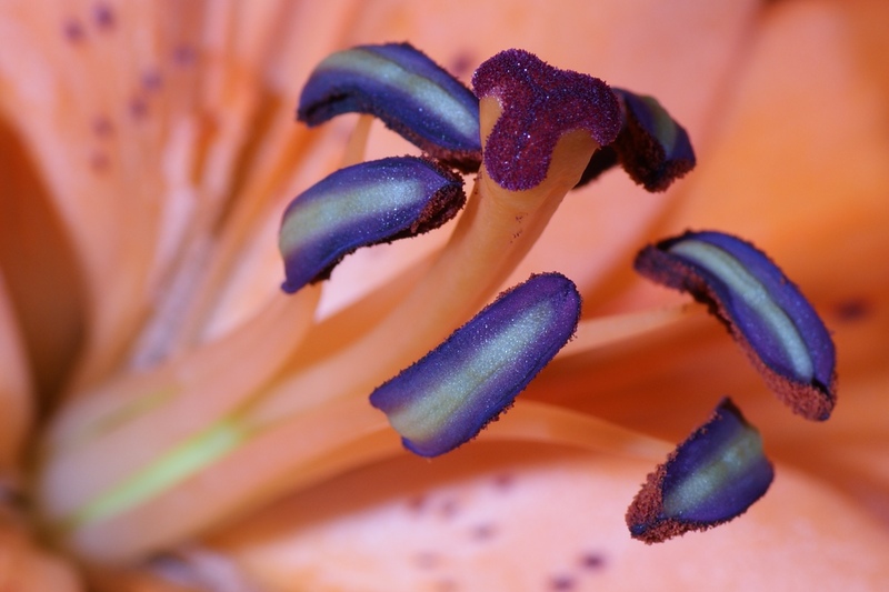 Detalles del estigma y anteras de una flor (José Luis Zubiri Munárriz)