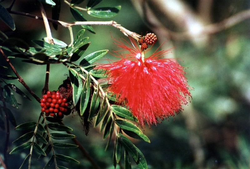Mimosaceae (José Armando Ocampo)