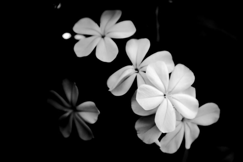 White flowers (Elena María Castilla Arias)