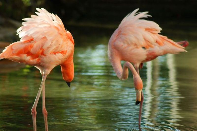 Flamingos (Patricia Affiune)