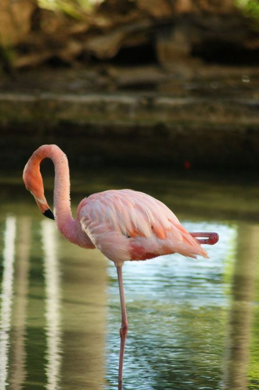 flamingo (Patricia Affiune)