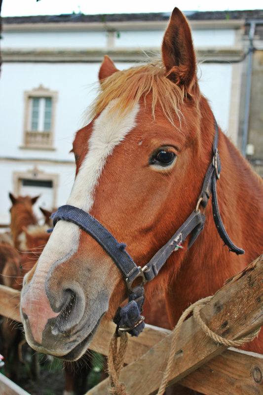 Horse (Marta Muíña Bermúdez)