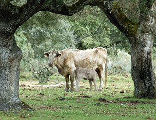 vaca (josecasado14)