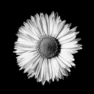 Inflorescencia.....(Compositae) (JLuis San Agust&iacute;n)