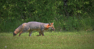 Gray Fox (Tree Fox) (Direwolf131@Smugmug)