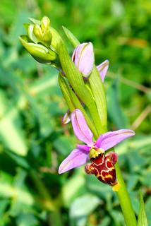 orquídea silvestre, Ophrys scolopax scolopax Cav. ( Orquídea becada ) (f. gamarra)