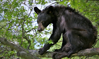 Wary Yearling Regards My Approach While Sitting In A Branch(169.0 mm) (Direwolf131@Smugmug)