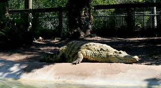 salt water crocodile... (Tormar Johnson)