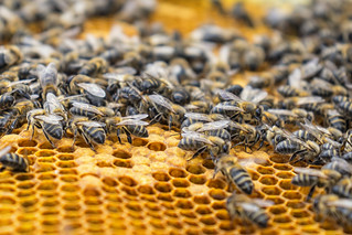 Panal de abejas, Apícola Alto Rey (1) (lebeauserge.es)