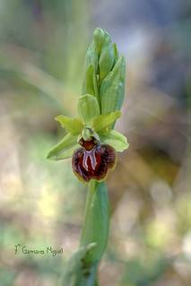 Ophrys sphegodes Mill. ( Abejera ) (f. gamarra)