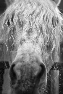 El caballo de William Munny (lebeauserge.es)