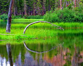 Tree Arch reflection, Sierra Nevada mountains. (jazzmoon12)