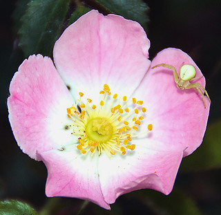 Rosa rubiginosa L. ( Rosa mosqueta )   DSC01777 (f. gamarra)