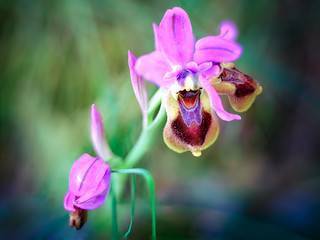 Orchidaceae (Manuel Galano)