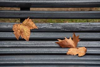 Tres hojas sobre un banco del parque - Three leaves on a park bench (Romano Off)