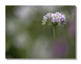 Allium roseum_marco_1010061-Editar (JesúsÁngel)