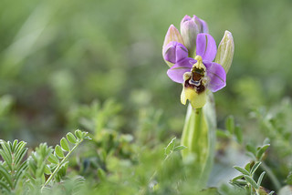 Ophrys tenthredinifera (Javi Diez Porras)