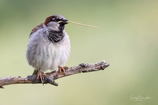Gorrión común / House Sparrow (Passer domesticus) (Santiago GV)