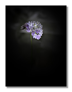 Allium roseum_marco_4250336-Editar copia (JesúsÁngel)