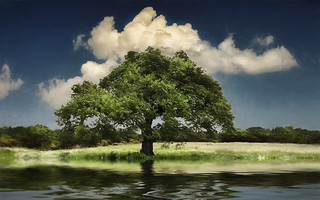 Paisaje, árbol, reflejo y agua. (Chechi Pe)