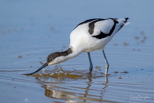 Avoceta común / Pied Avocet (Recurvirostra avosetta) (Santiago GV)