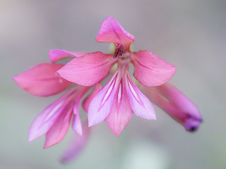 Gladiolus italicus- (pepmir)
