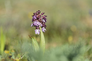Orchis purpurea (Javi Diez Porras)