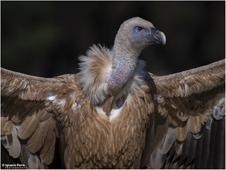 Griffon Vulture (Ignacio Ferre)