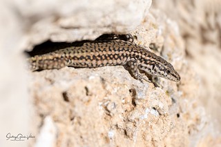 Lagartija ibérica / Iberian wall lizard (Podarcis hispanicus) (Santiago GV)