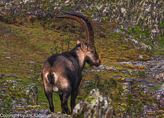 Capra ibex por la sierra de Ayllon, Capra ibex in the Ayllon mountain range (Jey Key Key)