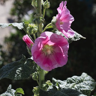 Hollyhock (Alcea Rosea) . (r.zenon)