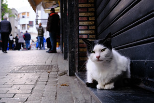 Gato en Tanger (TCarro)