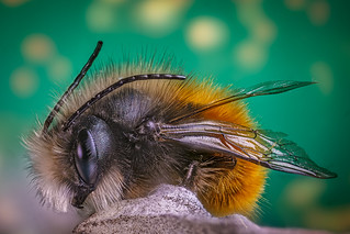 Abejorro común (Bombus terrestris)... (Chani_Luc)