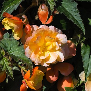 Begonia Flowers. (r.zenon)