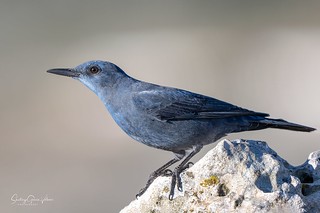 Roquero solitario / Blue Rock Thrush (Monticola solitarius) (Santiago GV)