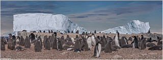 Adélie Penguins (Ignacio Ferre)