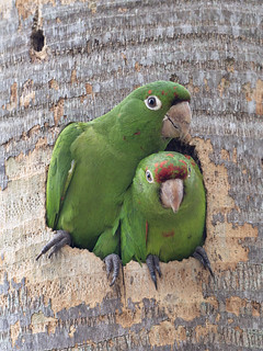 Scarlet--fronted parakeet (veltrahez)